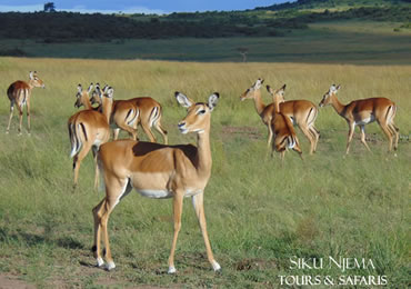 2 Days Masai Mara Safari